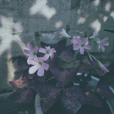 开元棋脾手机app下载截图